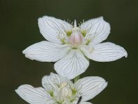 0009 (Sumpf-Herzblatt)